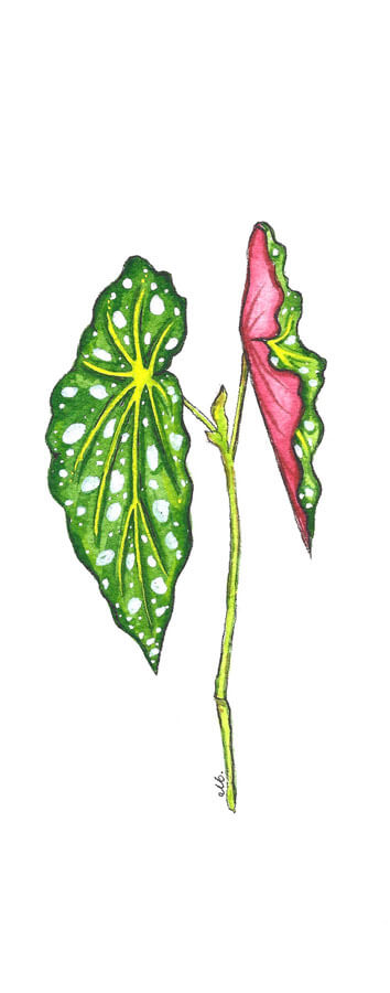 Begonia maculata polka dot