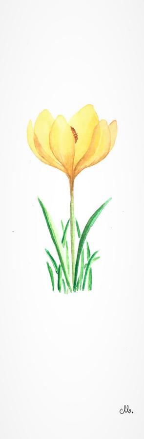 Mini Yellow Crocus flower