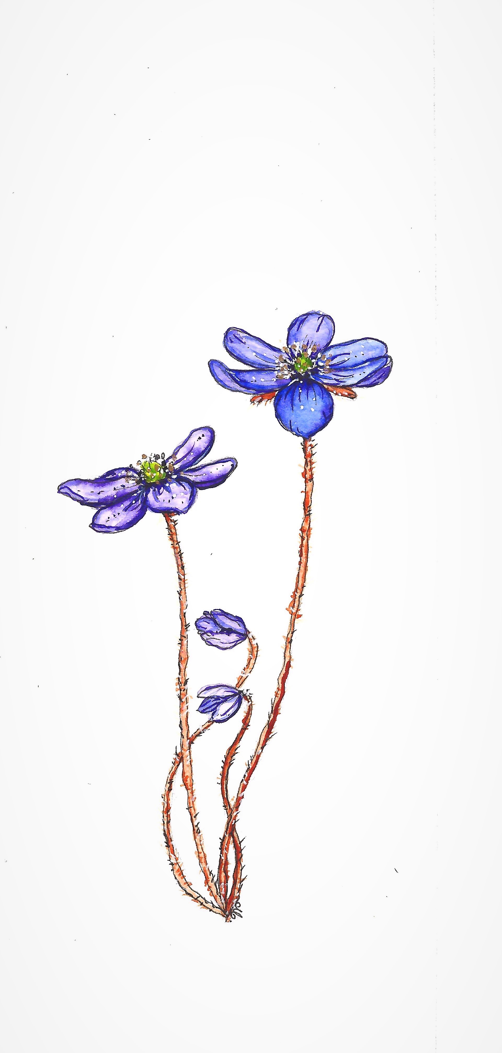 purple delicate flower