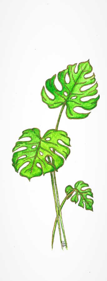 monstera deliciosa leaf painting
