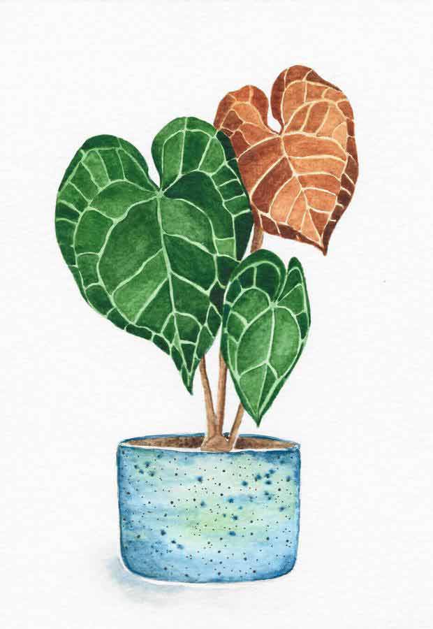 anthurium clarinervium leaf painting