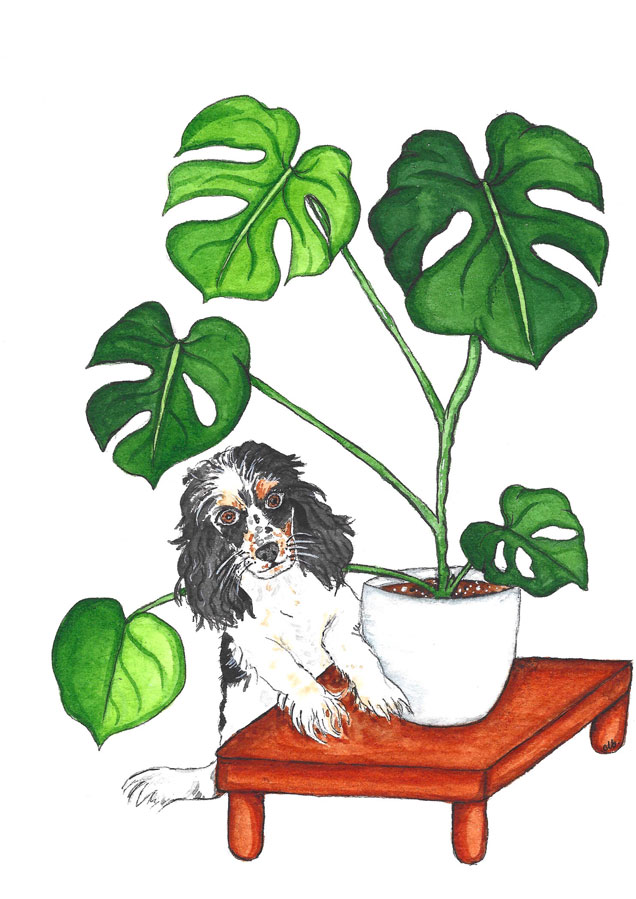 Cute Dog with monstera