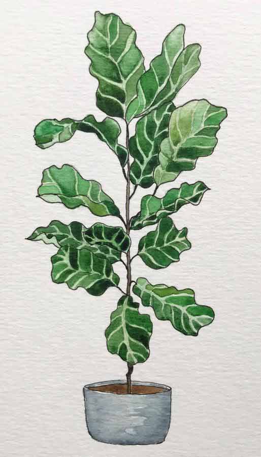 Fiddle leaf fig tree watercolor