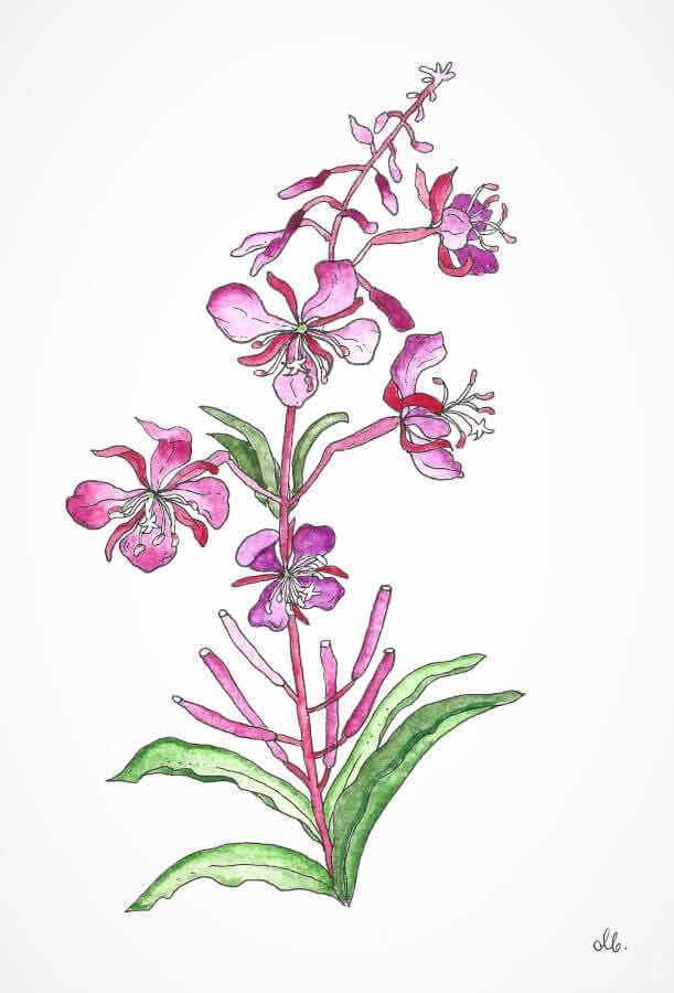 fireweed plant watercolor