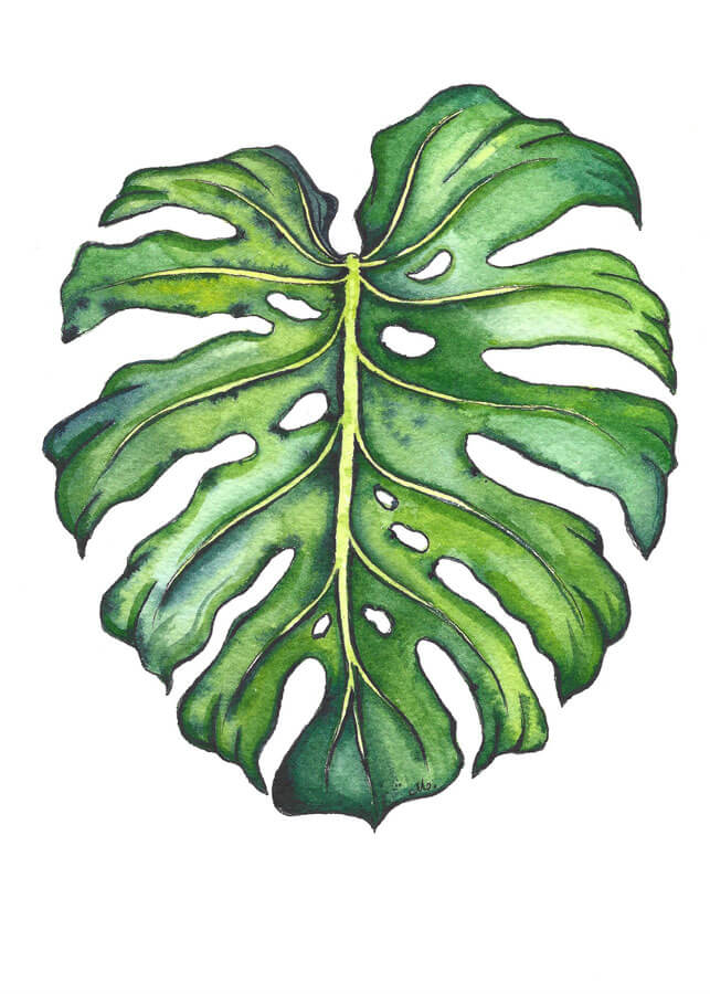 Monstera deliciosa Leaf
