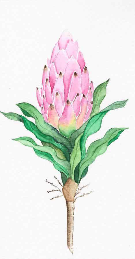 Native king protea pink