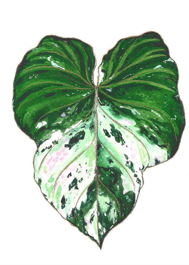 philodendron verrucosum pink variegated