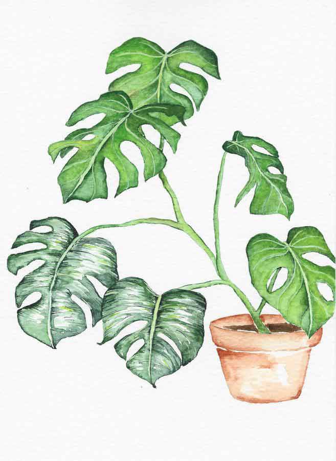 swiss cheese plant watercolor