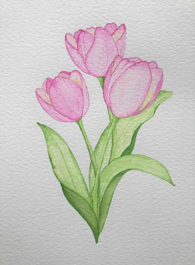 watercolor painting tulip flower